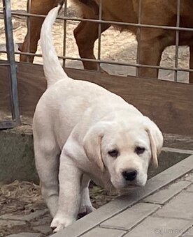 labradorský retriever - štěňátka s Průkazem Původu - 3
