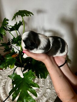 Shih-tzu štěňátka - 3