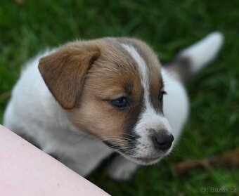 Jack Russell terier s PP - fenka - 3