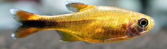 Akvárium / Akvárko / aquarium 112l a stojan - 3