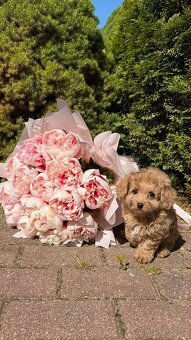 Maltipoo letní sleva - 3