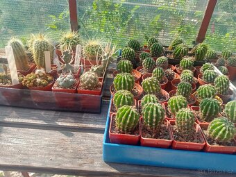 KAKTUSY - RŮZNÉ DRUHY Echinopsis..60 Kč kus + SBÍRKOVÉ KUSY - 3