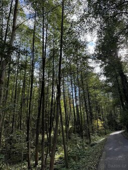 Prodám lesní pozemek v k.ú. Záblatí u Bohumína, p.č. 901/5 - 3