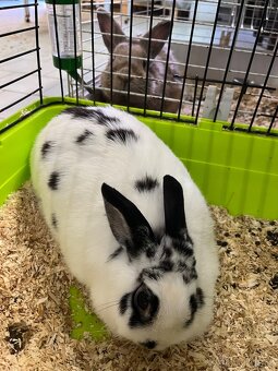 Králík zakrslý nar. 22.6.2024 - 3