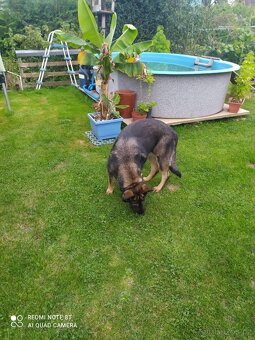 Bazén pro děti a psi - 3