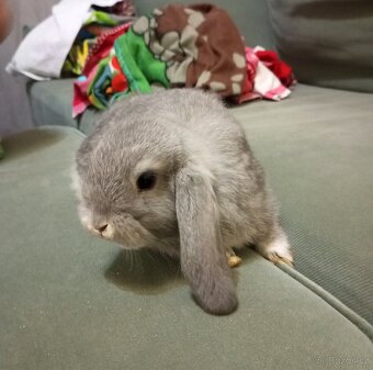 Zakrslý beránek králíček + očkování - 3