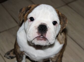 Anglický buldok s PP, volná fenka - 3