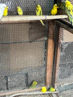 Mladé andulky k prodeji - 3