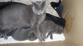 KOČKA KARTOUZSKÁ - 3