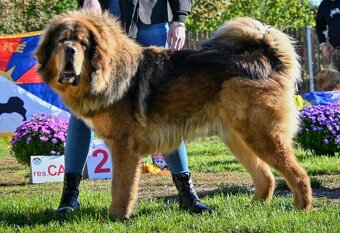 Tibetská doga ke krytí - 3