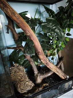 Prodám Terárium - 3