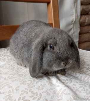 Zakrslý beránek králíček - 3