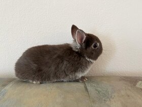 Zakrslý králík bílopesíkatý havanovitý - 3