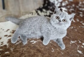 Britská modrá krátkosrstá koťátka s PP (kočička) - 3