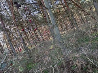 lesní pozemek v Břeclavi možnost elektriky a chaty - 3