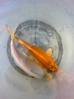Koi - 3