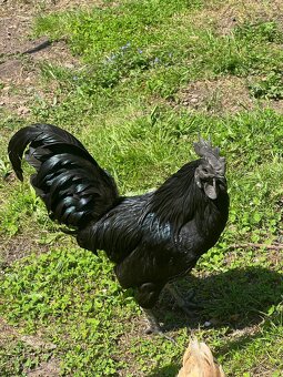 Daruji kohouta Ayam Cemani - 3