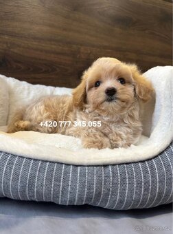 Maltipoo f1 male 700€ - 3