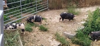 Kune kune - 3