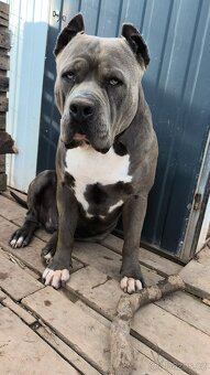 American Bully XXL - Krytí - 3