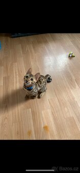 Bengálský kocourek hledá milující domov - 3