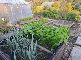 Přenechám zahradu s chatkou - 3