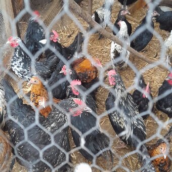 Zakrslý kohouti - 3