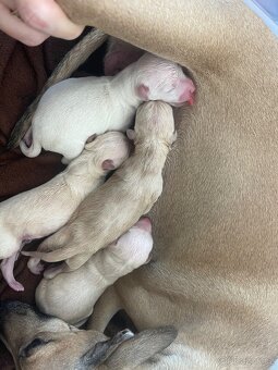 Italsky chrtik s pp - 3