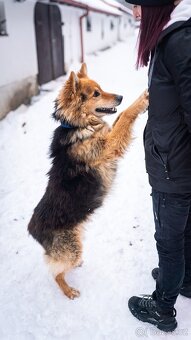 Ben - x ovčák, hodný kluk, 10 let - 3