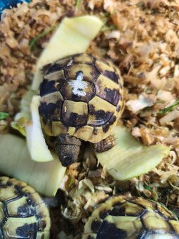 Želva suchozemská - zelenavá, vroubená - 3