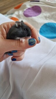 Křečci džungárský barevná variace (černý, šedý) - 3