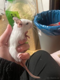 Osmák degu - 3
