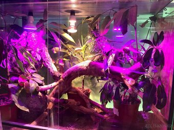 Terarium - 3