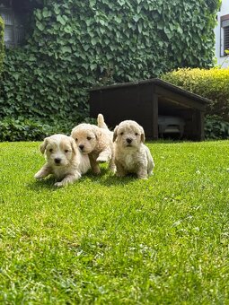 Štěňátka Maltipoo - 3