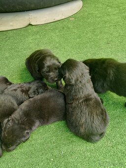 Labradorský retrívr - 3