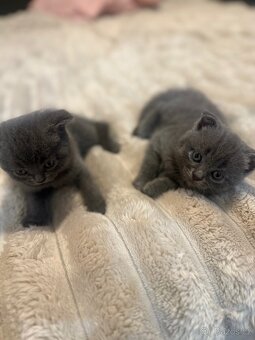 Skotská koťátka 🐾 - 3