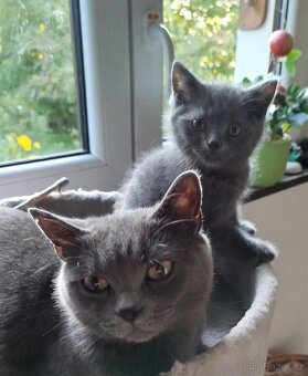 Britská modrá koťátka - 3