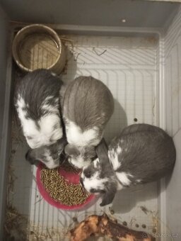 Zakrslý beránek králíček - 3