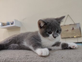 Britská modrá koťátko - 3