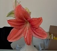 3x Amaryllis - Amarylis - 3