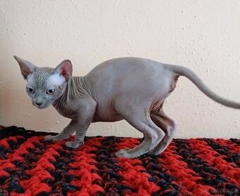 Kanadský sphynx PP - 3