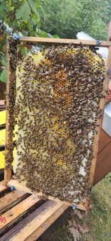 Kvalitní včelí oddělky 39x24, 2026 - 3