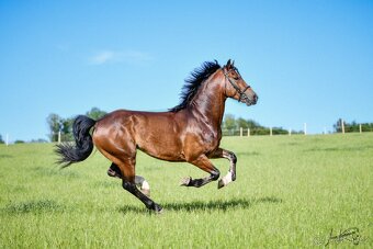 valášek wpbr 2 letý - 3