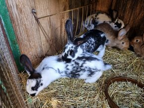 Masní králíci samci/samice nepříbuzní - 3