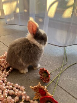 Mini Lop miminka - 3