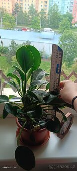 Filodendron - 3