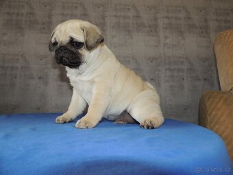 MOPS s PP. - 3