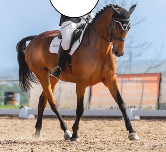 Prodám sportovní klisnu S drezura hobby parkur - 3