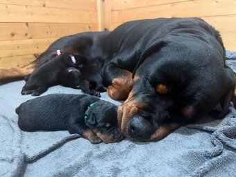 Štěňata rotvajler s PP - Rottweiler - štěně RTW - 3