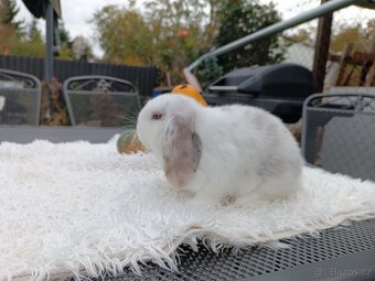 Mláďata Minilop beránků s VP - 3